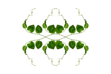 Çiçek Tasarımı. Kırpılmış orman sarmaşıkları kalp şeklinde yeşil yapraklı liana bitkisi beyaz arka planda izole, kırpma yolu dahil.