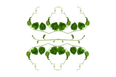 Çiçek Tasarımı. Kırpılmış orman sarmaşıkları kalp şeklinde yeşil yapraklı liana bitkisi beyaz arka planda izole, kırpma yolu dahil.