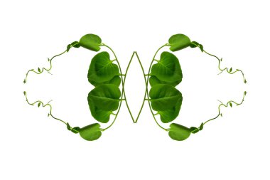 Çiçek Tasarımı. Kırpılmış orman sarmaşıkları kalp şeklinde yeşil yapraklı liana bitkisi beyaz arka planda izole, kırpma yolu dahil.