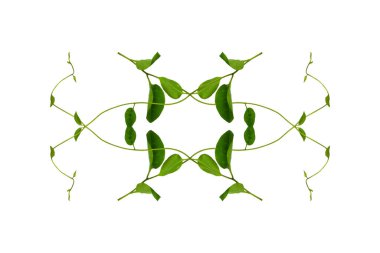 Çiçek Tasarımı. Kırpılmış orman sarmaşıkları kalp şeklinde yeşil yapraklı liana bitkisi beyaz arka planda izole, kırpma yolu dahil.