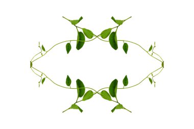 Çiçek Tasarımı. Kırpılmış orman sarmaşıkları kalp şeklinde yeşil yapraklı liana bitkisi beyaz arka planda izole, kırpma yolu dahil.