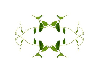 Çiçek Tasarımı. Kırpılmış orman sarmaşıkları kalp şeklinde yeşil yapraklı liana bitkisi beyaz arka planda izole, kırpma yolu dahil.