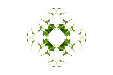 Çiçek Tasarımı. Kırpılmış orman sarmaşıkları kalp şeklinde yeşil yapraklı liana bitkisi beyaz arka planda izole, kırpma yolu dahil.