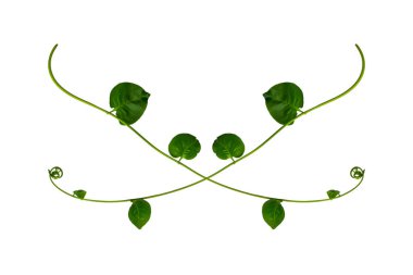 Çiçek Tasarımı. Kırpılmış orman sarmaşıkları kalp şeklinde yeşil yapraklı liana bitkisi beyaz arka planda izole, kırpma yolu dahil.