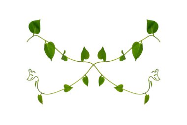 Çiçek Tasarımı. Kırpılmış orman sarmaşıkları kalp şeklinde yeşil yapraklı liana bitkisi beyaz arka planda izole, kırpma yolu dahil.