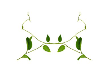 Çiçek Tasarımı. Kırpılmış orman sarmaşıkları kalp şeklinde yeşil yapraklı liana bitkisi beyaz arka planda izole, kırpma yolu dahil.