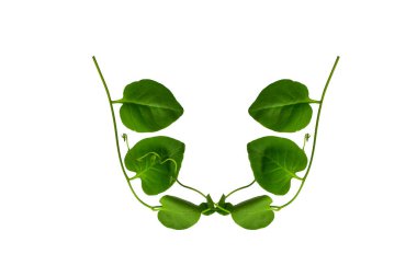 Çiçek Tasarımı. Kırpılmış orman sarmaşıkları kalp şeklinde yeşil yapraklı liana bitkisi beyaz arka planda izole, kırpma yolu dahil.