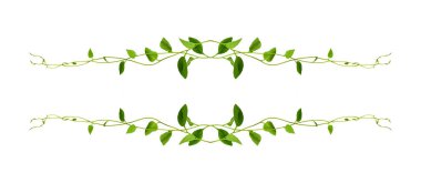 Çiçek Tasarımı. Kırpılmış orman sarmaşıkları kalp şeklinde yeşil yapraklı liana bitkisi beyaz arka planda izole, kırpma yolu dahil.