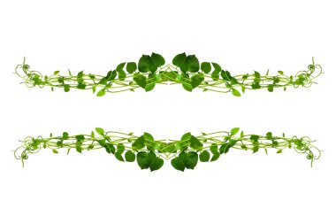 Çiçek Tasarımı. Kırpılmış orman sarmaşıkları kalp şeklinde yeşil yapraklı liana bitkisi beyaz arka planda izole, kırpma yolu dahil.