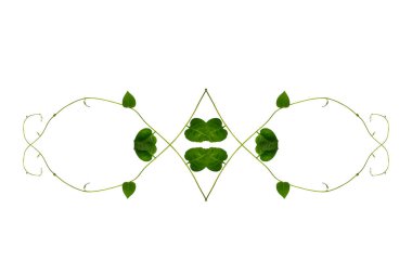 Çiçek Tasarımı. Kırpılmış orman sarmaşıkları kalp şeklinde yeşil yapraklı liana bitkisi beyaz arka planda izole, kırpma yolu dahil.