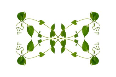 Çiçek Tasarımı. Kırpılmış orman sarmaşıkları kalp şeklinde yeşil yapraklı liana bitkisi beyaz arka planda izole, kırpma yolu dahil.