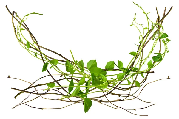 Twisted Vines Leaves Isolated White Background Roots Tropical Trees Isolated — Stock Photo, Image