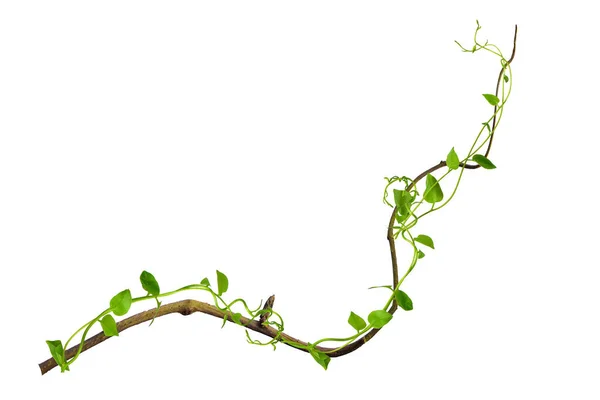 Çarpık asma yaprakları tropik ağaçların köklerinde beyaz arka planda izole edilmiş, kesme yolu olan beyaz arka planda izole edilmiş. Duvar kağıdı olarak kullanılabilir