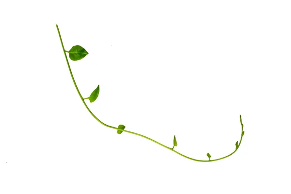 Kwiat Desaign Twisted Jungle Winorośli Liana Roślin Kształcie Serca Zielone — Zdjęcie stockowe