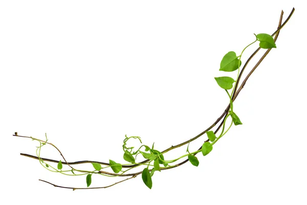 Çarpık asma yaprakları tropik ağaçların köklerinde beyaz arka planda izole edilmiş, kesme yolu olan beyaz arka planda izole edilmiş. Duvar kağıdı olarak kullanılabilir