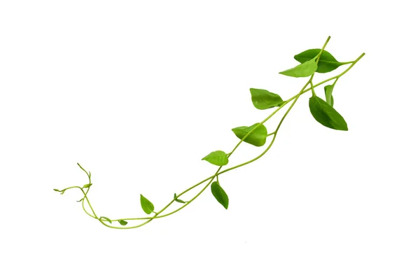 Φλοράλ Ντεσέιν Twisted Αμπέλια Ζούγκλα Liana Φυτό Πράσινα Φύλλα Σχήμα — Φωτογραφία Αρχείου