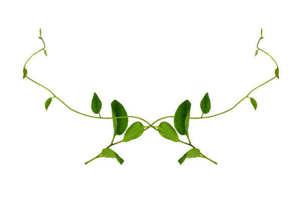 Φλοράλ Ντεσέιν Twisted Αμπέλια Ζούγκλα Liana Φυτό Πράσινα Φύλλα Σχήμα — Φωτογραφία Αρχείου