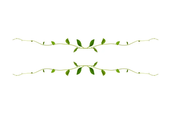 Çiçek Tasarımı Kırpılmış Orman Sarmaşıkları Kalp Şeklinde Yeşil Yapraklı Liana — Stok fotoğraf