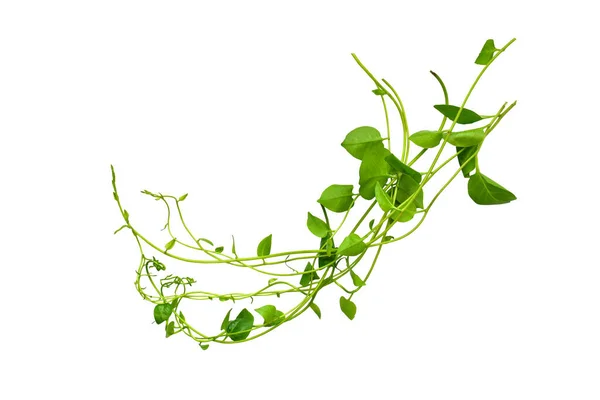 Çiçek Tasarımı. Kırpılmış orman sarmaşıkları kalp şeklinde yeşil yapraklı liana bitkisi beyaz arka planda izole, kırpma yolu dahil.