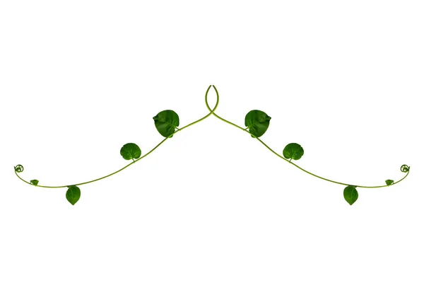 Цветочный Дизайн Twisted Джунгли Виноградные Лозы Лиана Растение Сердцем Форме — стоковое фото