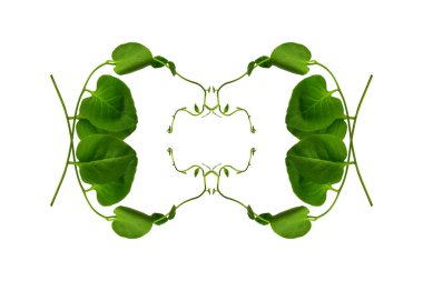 Çiçek Tasarımı. Kırpılmış orman sarmaşıkları kalp şeklinde yeşil yapraklı liana bitkisi beyaz arka planda izole, kırpma yolu dahil.