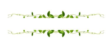 Çiçek Tasarımı. Kırpılmış orman sarmaşıkları kalp şeklinde yeşil yapraklı liana bitkisi beyaz arka planda izole, kırpma yolu dahil.