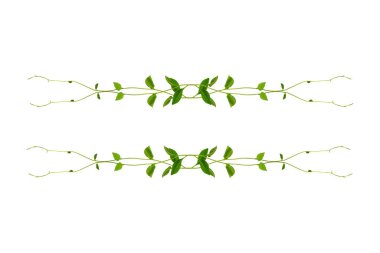 Çiçek Tasarımı. Kırpılmış orman sarmaşıkları kalp şeklinde yeşil yapraklı liana bitkisi beyaz arka planda izole, kırpma yolu dahil.