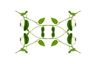 Çiçek Tasarımı. Kırpılmış orman sarmaşıkları kalp şeklinde yeşil yapraklı liana bitkisi beyaz arka planda izole, kırpma yolu dahil.