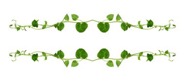 Çiçek Tasarımı. Kırpılmış orman sarmaşıkları kalp şeklinde yeşil yapraklı liana bitkisi beyaz arka planda izole, kırpma yolu dahil.