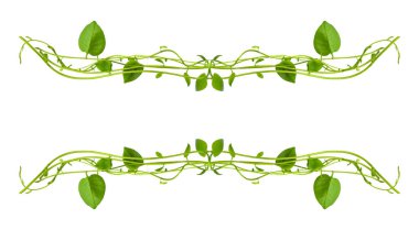 Çiçek Tasarımı. Kırpılmış orman sarmaşıkları kalp şeklinde yeşil yapraklı liana bitkisi beyaz arka planda izole, kırpma yolu dahil.