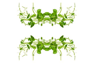 Çiçek Tasarımı. Kırpılmış orman sarmaşıkları kalp şeklinde yeşil yapraklı liana bitkisi beyaz arka planda izole, kırpma yolu dahil.