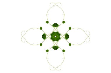 Çiçek Tasarımı. Kırpılmış orman sarmaşıkları kalp şeklinde yeşil yapraklı liana bitkisi beyaz arka planda izole, kırpma yolu dahil.