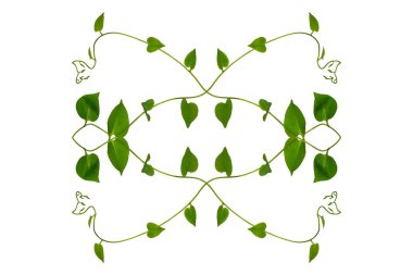 Çiçek Tasarımı. Kırpılmış orman sarmaşıkları kalp şeklinde yeşil yapraklı liana bitkisi beyaz arka planda izole, kırpma yolu dahil.