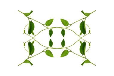 Çiçek Tasarımı. Kırpılmış orman sarmaşıkları kalp şeklinde yeşil yapraklı liana bitkisi beyaz arka planda izole, kırpma yolu dahil.