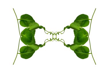 Çiçek Tasarımı. Kırpılmış orman sarmaşıkları kalp şeklinde yeşil yapraklı liana bitkisi beyaz arka planda izole, kırpma yolu dahil.