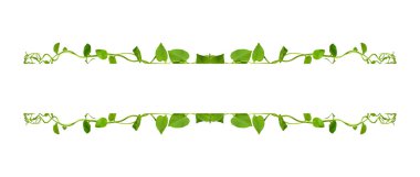 Çiçek Tasarımı. Kırpılmış orman sarmaşıkları kalp şeklinde yeşil yapraklı liana bitkisi beyaz arka planda izole, kırpma yolu dahil.