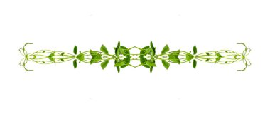 Çiçek Tasarımı. Kırpılmış orman sarmaşıkları kalp şeklinde yeşil yapraklı liana bitkisi beyaz arka planda izole, kırpma yolu dahil.