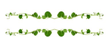 Çiçek Tasarımı. Kırpılmış orman sarmaşıkları kalp şeklinde yeşil yapraklı liana bitkisi beyaz arka planda izole, kırpma yolu dahil.