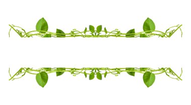 Çiçek Tasarımı. Kırpılmış orman sarmaşıkları kalp şeklinde yeşil yapraklı liana bitkisi beyaz arka planda izole, kırpma yolu dahil.