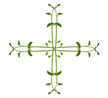 Çiçek Tasarımı. Kırpılmış orman sarmaşıkları kalp şeklinde yeşil yapraklı liana bitkisi beyaz arka planda izole, kırpma yolu dahil.