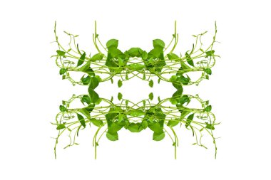 Çiçek Tasarımı. Kırpılmış orman sarmaşıkları kalp şeklinde yeşil yapraklı liana bitkisi beyaz arka planda izole, kırpma yolu dahil.