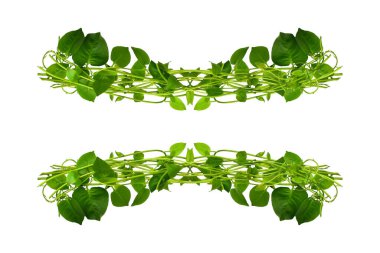 Çiçek Tasarımı. Kırpılmış orman sarmaşıkları kalp şeklinde yeşil yapraklı liana bitkisi beyaz arka planda izole, kırpma yolu dahil.