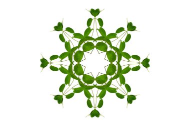 Çiçek Tasarımı. Kırpılmış orman sarmaşıkları kalp şeklinde yeşil yapraklı liana bitkisi beyaz arka planda izole, kırpma yolu dahil.