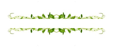 Çiçek Tasarımı. Kırpılmış orman sarmaşıkları kalp şeklinde yeşil yapraklı liana bitkisi beyaz arka planda izole, kırpma yolu dahil.