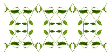 Çiçek Tasarımı. Kırpılmış orman sarmaşıkları kalp şeklinde yeşil yapraklı liana bitkisi beyaz arka planda izole, kırpma yolu dahil.