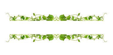 Çiçek Tasarımı. Kırpılmış orman sarmaşıkları kalp şeklinde yeşil yapraklı liana bitkisi beyaz arka planda izole, kırpma yolu dahil.