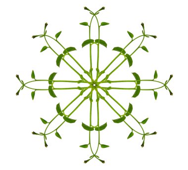 Çiçek Tasarımı. Kırpılmış orman sarmaşıkları kalp şeklinde yeşil yapraklı liana bitkisi beyaz arka planda izole, kırpma yolu dahil.