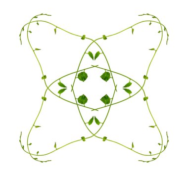 Çiçek Tasarımı. Kırpılmış orman sarmaşıkları kalp şeklinde yeşil yapraklı liana bitkisi beyaz arka planda izole, kırpma yolu dahil.