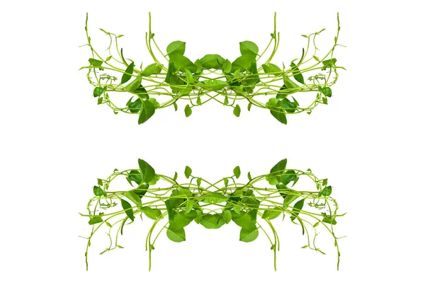 Çiçek Tasarımı. Kırpılmış orman sarmaşıkları kalp şeklinde yeşil yapraklı liana bitkisi beyaz arka planda izole, kırpma yolu dahil.