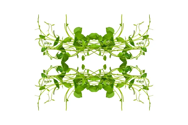 Çiçek Tasarımı. Kırpılmış orman sarmaşıkları kalp şeklinde yeşil yapraklı liana bitkisi beyaz arka planda izole, kırpma yolu dahil.